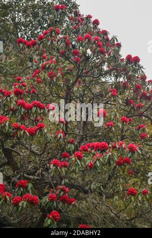 Les Burans des fleurs de l'Himalaya portent le nom scientifique de Rhododendron arboreum. Rhododendron arboreum, l'arbre rhododendron, également connu sous le nom de Burans ou Laligurans ou simplement Gurans au Népal. Banque D'Images