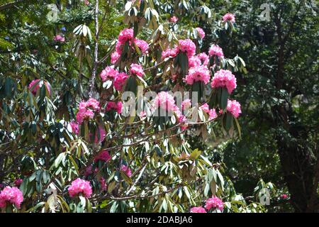 Les Burans des fleurs de l'Himalaya portent le nom scientifique de Rhododendron arboreum. Rhododendron arboreum, l'arbre rhododendron, également connu sous le nom de Burans ou Laligurans ou simplement Gurans au Népal. Banque D'Images