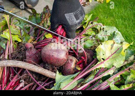 Gros plan de l'homme personne tailler une plante de légumes de betterave fraîchement creusé à l'automne Angleterre Royaume-Uni Royaume-Uni Grande-Bretagne Banque D'Images