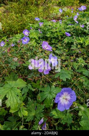 Gros plan de géranium rozanne fleur pourpre bourgeons fleurs Plante vivace en été frontière Angleterre Royaume-Uni GB Grande-Bretagne Banque D'Images