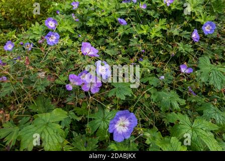 Gros plan de géranium rozanne fleur pourpre bourgeons fleurs Plante vivace en été frontière Angleterre Royaume-Uni GB Grande-Bretagne Banque D'Images