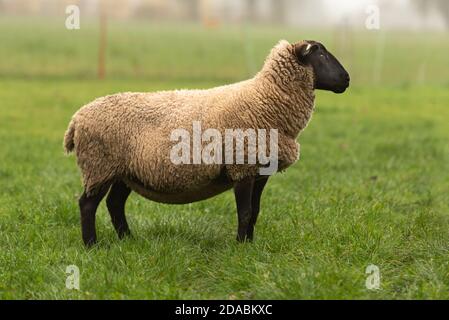 un mouton se tient en automne sur un pâturage en vue latérale. Banque D'Images