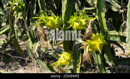 Fruits Pitaya dans une ferme de cactus Banque D'Images