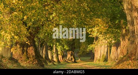 Beau tilleul boulevard à l'automne en Allemagne Bavière près de Mindelheim Banque D'Images