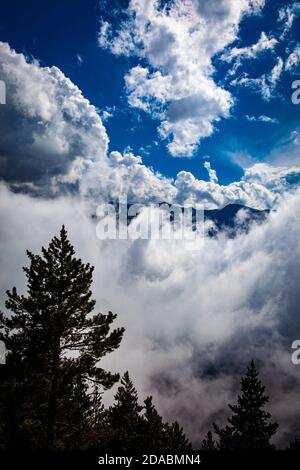 Forêt de Moody dans le brouillard. Col de Mantet, Pyrénées Orientales, France Banque D'Images