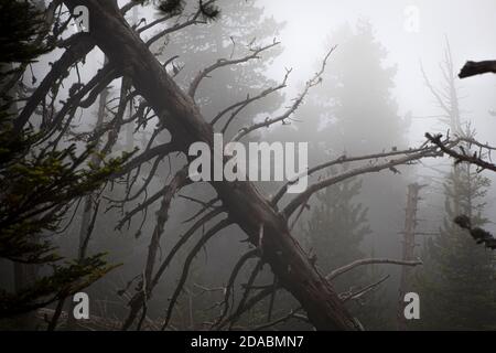 Forêt de Moody dans le brouillard. Col de Mantet, Pyrénées Orientales, France. Réserve naturelle nationale de Mantet. Banque D'Images