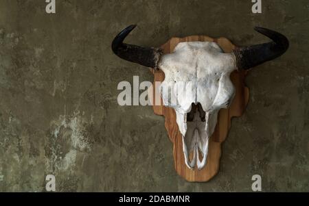 Crâne d'animal de taureau pendu sur le mur avec espace de copie Banque D'Images