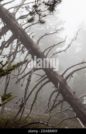 Forêt de Moody dans le brouillard. Col de Mantet, Pyrénées Orientales, France. Réserve naturelle nationale de Mantet. Banque D'Images