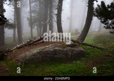 Forêt de Moody dans le brouillard. Col de Mantet, Pyrénées Orientales, France. Réserve naturelle nationale de Mantet. Banque D'Images