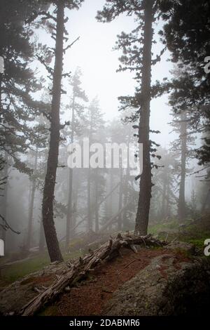 Forêt de Moody dans le brouillard. Col de Mantet, Pyrénées Orientales, France. Réserve naturelle nationale de Mantet. Banque D'Images