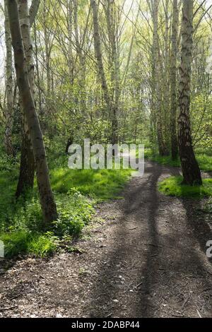 Le bouleau argenté et l'herbe le long du chemin ensoleillé avec ombres sous la belle lumière du soleil de printemps Banque D'Images