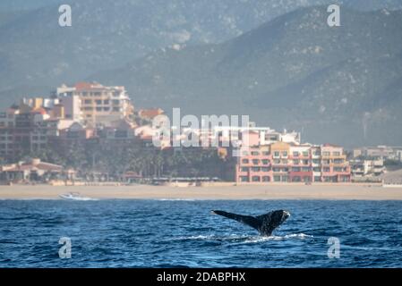 Queue d'une baleine à bosse vue à la surface Près de Cabo San Lucas Banque D'Images