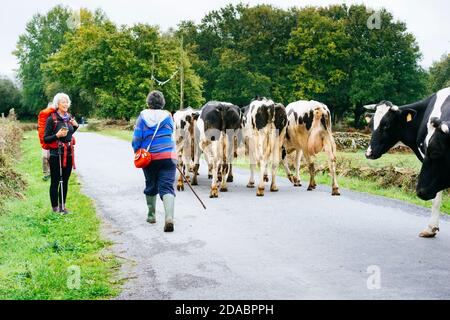 Le bétail de boeuf en Galice est important. Il est normal de marcher et d'assister à un transfert de vaches. Région de Sarria, Lugo, Galice, Espagne, Europe Banque D'Images