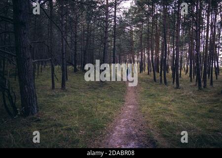 Chemin dans la forêt près de Katy Rybackie sur Vistule Spit, une étendue de terre sépare la baie de Gdansk dans la mer Baltique et la lagune de Vistule en Pologne Banque D'Images