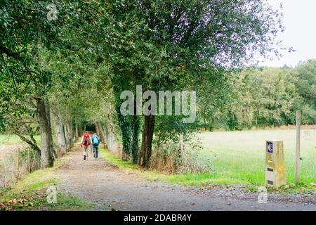 Tunnels de végétation sur le sentier à travers les forêts de Galice. French Way, Way of St. James. Près de Casanova, Palas de Rei, Lugo, Galice, Espagne, UE Banque D'Images