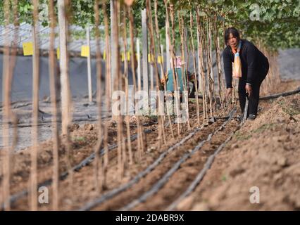 Xingtai, province chinoise de Hebei. 11 novembre 2020. Un agriculteur dépose des tuyaux d'irrigation goutte-à-goutte dans une serre de raisin du village de Niuzhai, canton de Zaoyuan, comté de Weixian, province de Hebei, au nord de la Chine, le 11 novembre 2020. Au cours des dernières années, le comté de Weixian s'est engagé à améliorer sa structure agricole, afin d'augmenter les revenus des agriculteurs. Actuellement, la superficie de plantation de raisins dans le comté a dépassé 2,000 um (environ 133.33 hectares). Credit: Zhu Xudong/Xinhua/Alamy Live News Banque D'Images