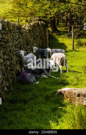 Moutons se cachant du soleil chaud à l'ombre d'un mur de pierre (Lake District, Angleterre) Banque D'Images