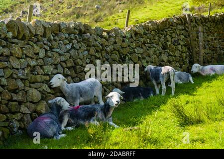 Moutons se cachant du soleil chaud à l'ombre d'un mur de pierre (Lake District, Angleterre) Banque D'Images