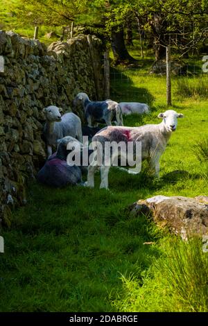 Moutons se cachant du soleil chaud à l'ombre d'un mur de pierre (Lake District, Angleterre) Banque D'Images