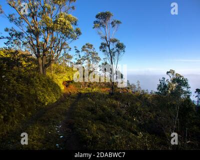 Vue panoramique sur un chemin dans les montagnes et les arbres de la Sierra Maestra autour de la Gran Piedra à Santiago de Cuba, Cuba Banque D'Images