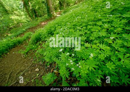 Doux Woodruff (Galium odoratum) tapis fleuris dans l'ancienne forêt sous-étage, Wiltshire, Royaume-Uni, mai. Banque D'Images