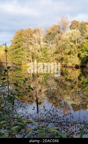 Réserve naturelle de Lackford Lakes - lacs et bois situés dans la campagne du Suffolk ; Suffolk, East Anglia England UK Banque D'Images