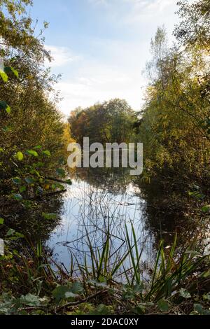 Lackford Lakes nature Reserve, géré par Suffolk Wildlife Trust, - lacs et bois situés dans la campagne du Suffolk ; Suffolk, East Anglia England UK Banque D'Images