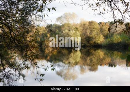 Lackford Lakes nature Reserve, géré par Suffolk Wildlife Trust, - lacs et bois situés dans la campagne du Suffolk ; Suffolk, East Anglia England UK Banque D'Images