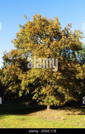 Un chêne anglais ( Quercus Robur ) dans les couleurs d'automne croissant dans la forêt de King, avec le ciel bleu, Suffolk UK Banque D'Images