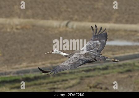 Hooded Crane (Grus monacha) adult in flight  Arasaki, Kyushu, Japan      March Stock Photo