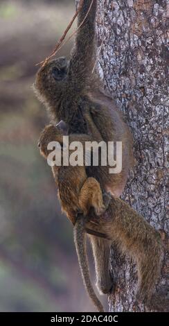 2 Baboons d'olivier, arbre d'escalade, baie sur le dos de la mère, accroché, gros plan, Papiocynocephalus anubis, vieux singes du monde, primates, faune, animaux, Ta Banque D'Images