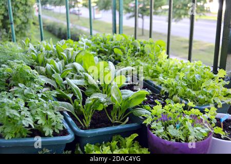 Petit jardin sur un balcon d'une maison de bloc à la ville européenne. Légumes et herbes qui poussent dans des boîtes de plantes et des pots de fleurs dans l'environnement urbain. Banque D'Images