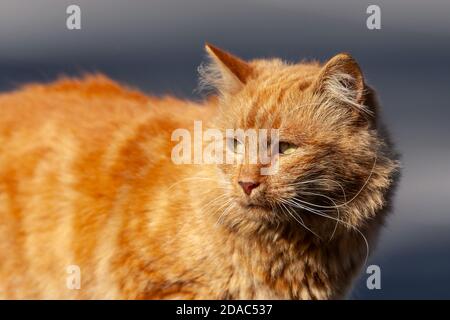 Le joli chat de rue rouge se trouve sur un parapet en béton Banque D'Images