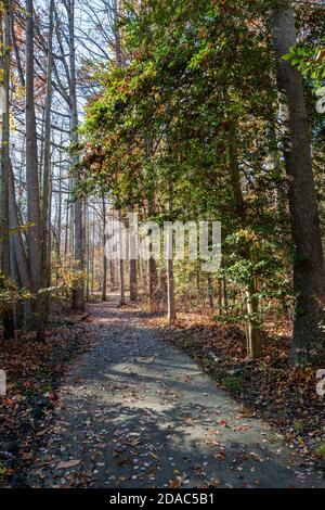 Une photo de paysage vertical d'automne d'un chemin dans les bois entourés d'arbres. Banque D'Images