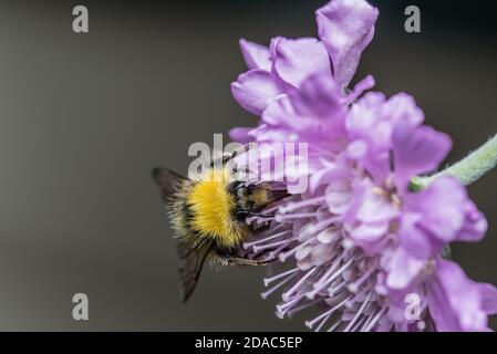 Bourdon sur fleur Banque D'Images