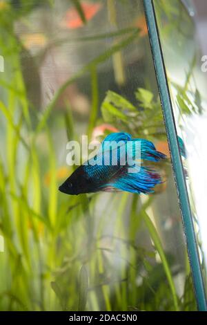 soins et élevage de poissons d'aquarium à la maison Banque D'Images