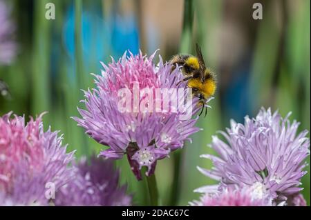 Bumblebee précoce sur l'usine de ciboulette Banque D'Images