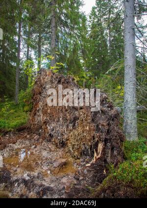 Épinette d'Europe tombée et tige de racine ( sapin , Picea Abies ) à l'été après de forts vents , Finlande Banque D'Images