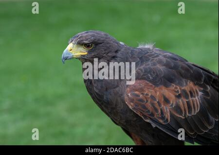 Oiseau de proie Harris Hawk Banque D'Images