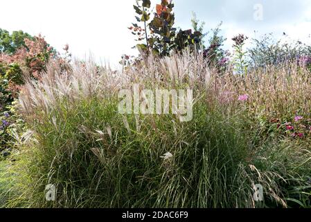 MISCANTHUS SINENSIS KLEINE SILBERSPINNE Banque D'Images