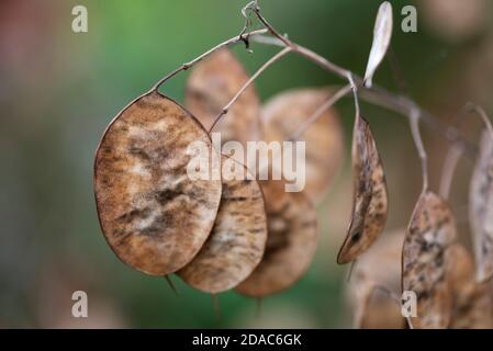 LUNARIA ANNUA Banque D'Images