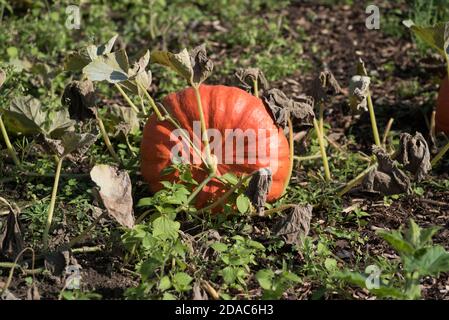 Cucurbita maxima 'Rouge Vif d'Etampes' - août Banque D'Images