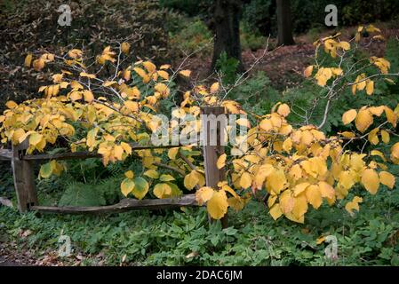 HAMAMELIS X INTERMEDIA PALLIDA Banque D'Images