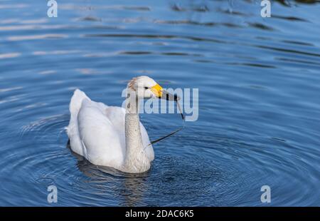 Le cygne de Bewick sur l'eau Banque D'Images