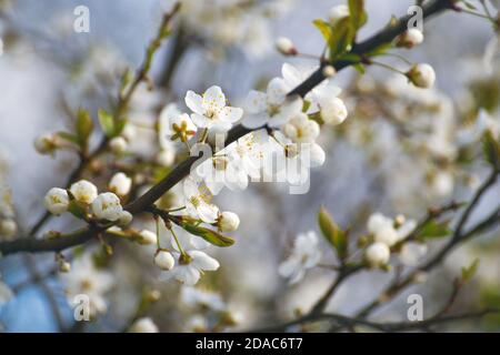 Fleur de cerisier aigre (Prunus cerasus) au printemps Banque D'Images