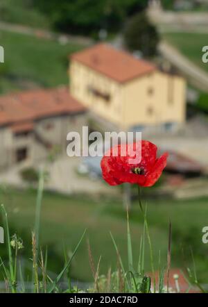 Gros plan de la fleur de pavot rouge sur fond flou d'un Ferme dans la campagne toscane Banque D'Images