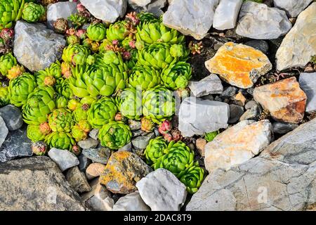 Sempervivum globiferum - houseleek décoratif, plante succulente à proximité dans la rocarie de jardin. Plantes vivaces ornementales utilisations dans la conception de paysage de ro Banque D'Images