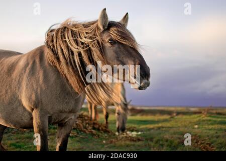 Gros plan du cheval de ski semi-sauvage konik au parc naturel du lac Endure, Lettonie. Un autre cheval à l'arrière-plan est de manger des pommes. Banque D'Images