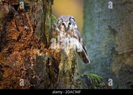 Hibou boréal pris en république tchèque Banque D'Images