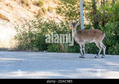 Ibex ibérique, ibex espagnol à la Reserva Natural de las Hoces del Cabriel Banque D'Images